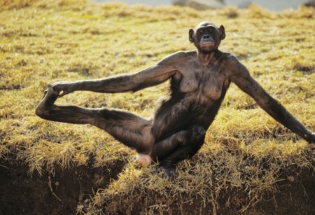 Bonobo-Apes-A-female-Bono-005