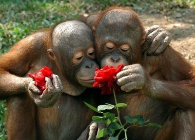 cuddling-orangutans-sniffing-flowers