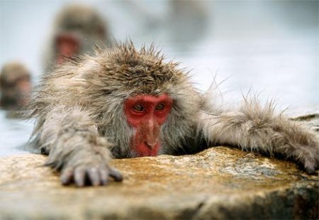 japanese-macaque-hotspring