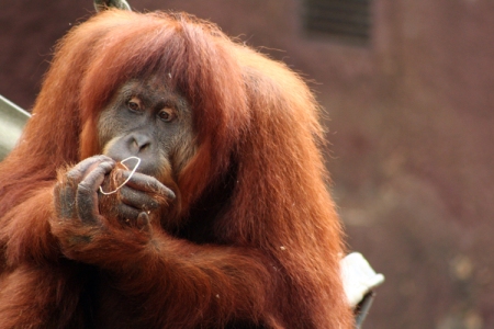orangutan_eating